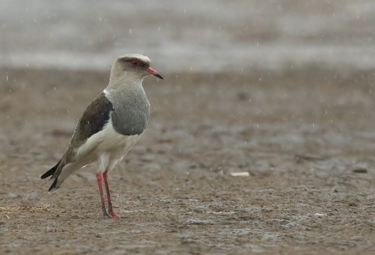 Andean Lapwing - ML206666091