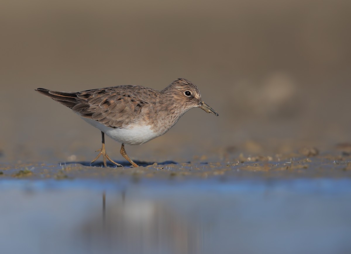 Temminck's Stint - ML206668541