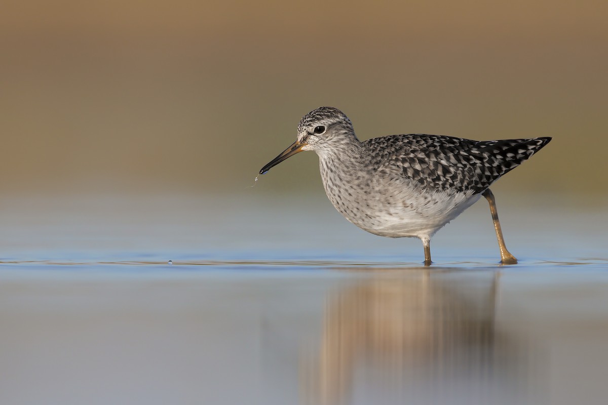 Wood Sandpiper - Marco Valentini