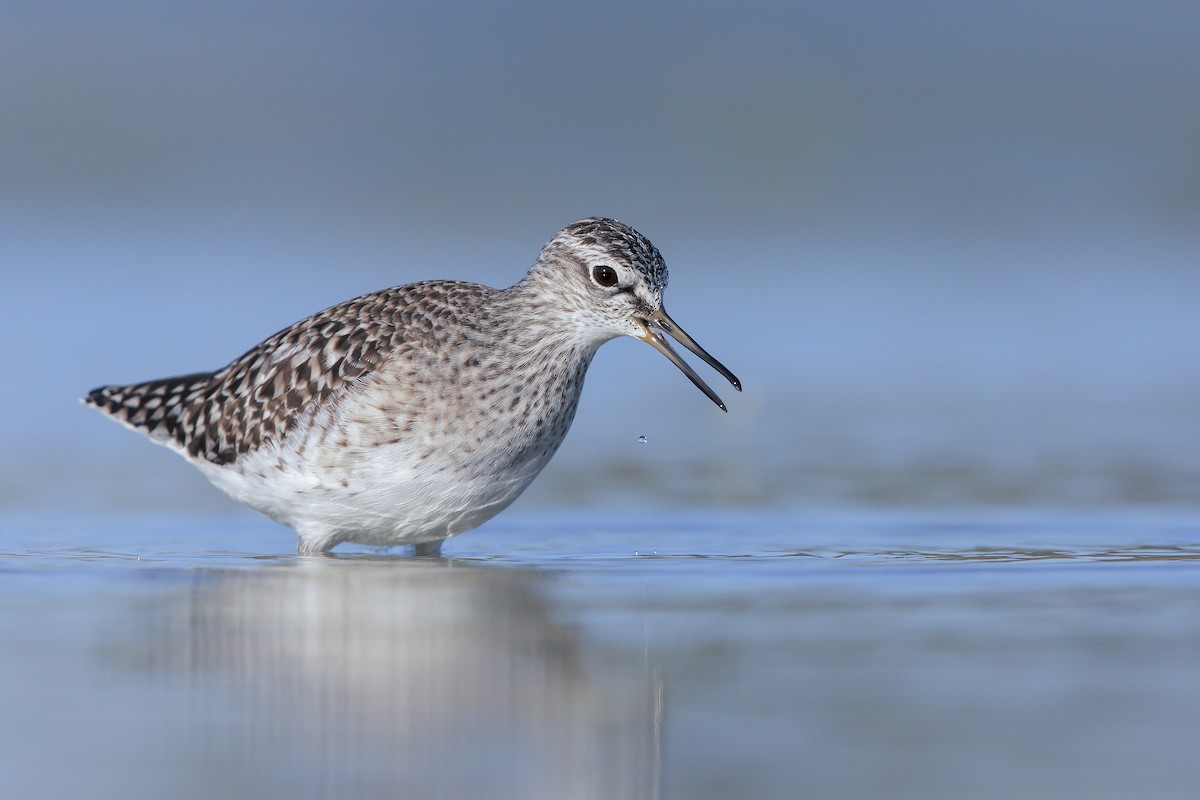 Wood Sandpiper - Marco Valentini