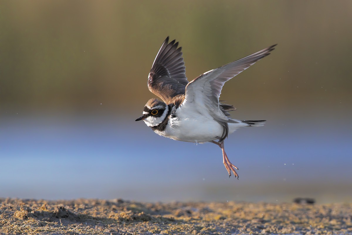 Little Ringed Plover - ML206669491