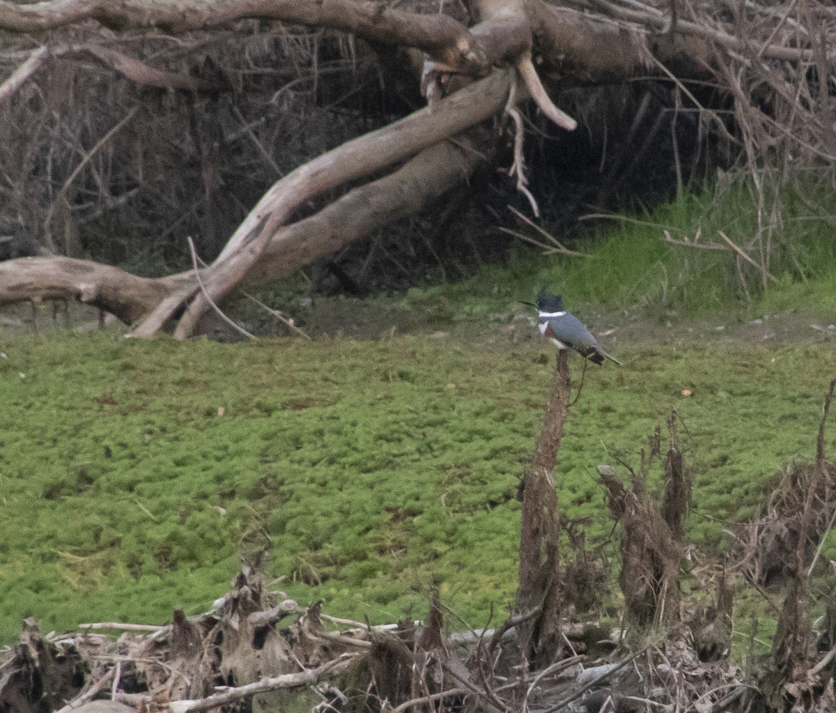 Belted Kingfisher - ML206671421