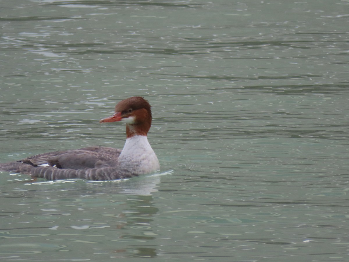 Common Merganser - John O'Donnell