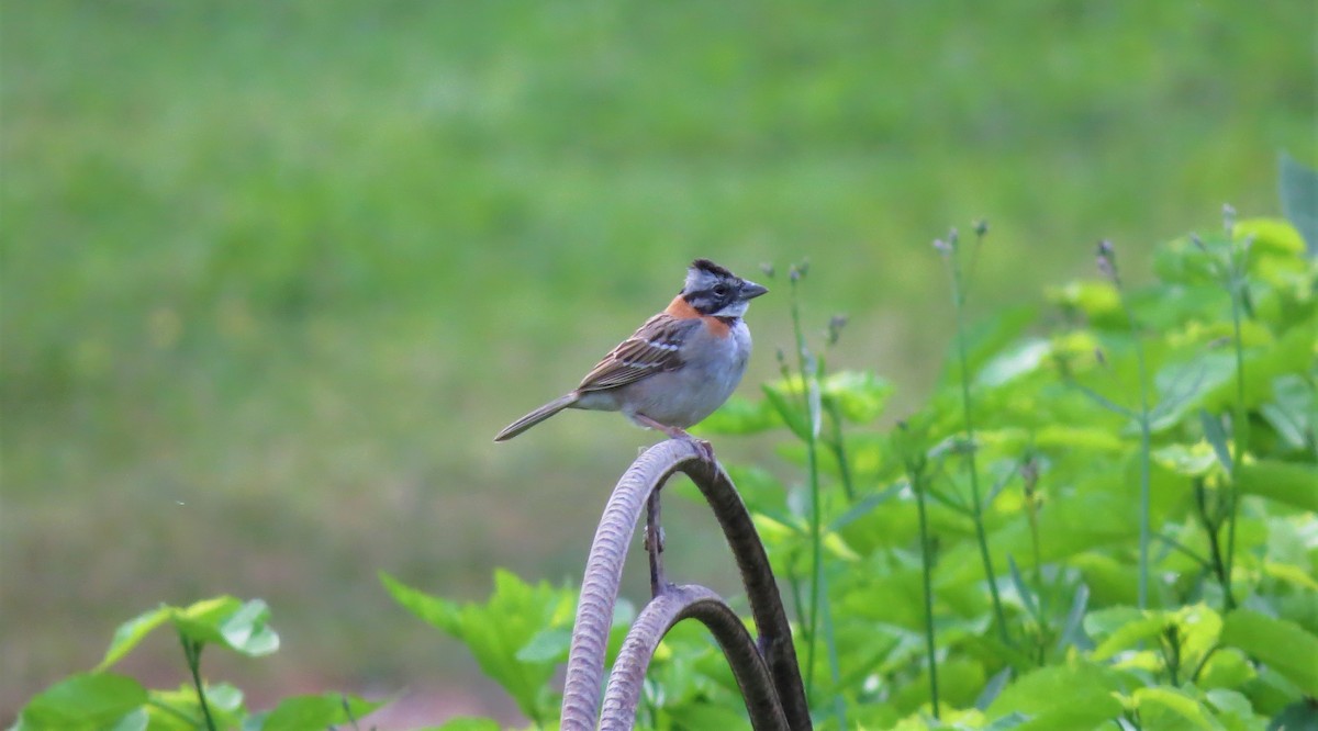 Rufous-collared Sparrow - ML206675391