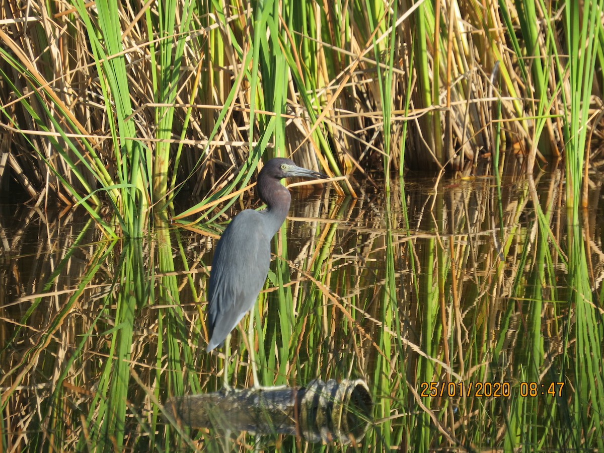 Little Blue Heron - Lillian Russell