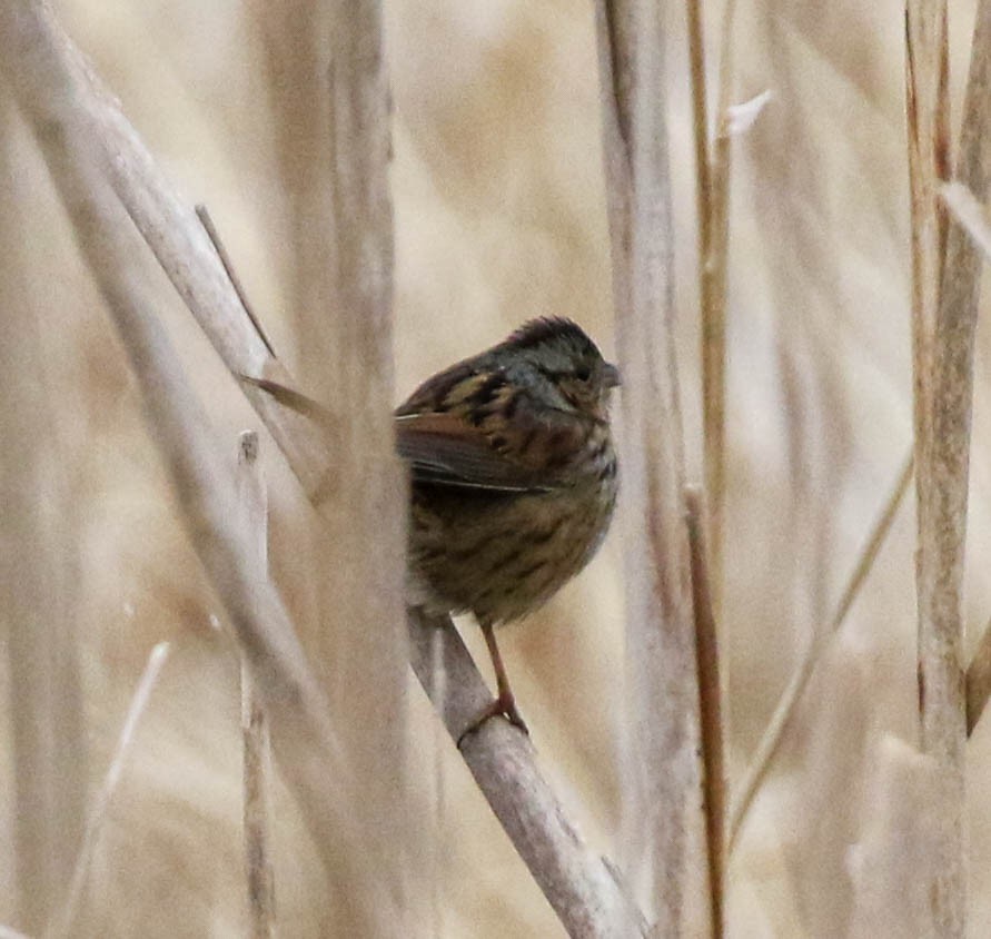 Swamp Sparrow - ML206677581