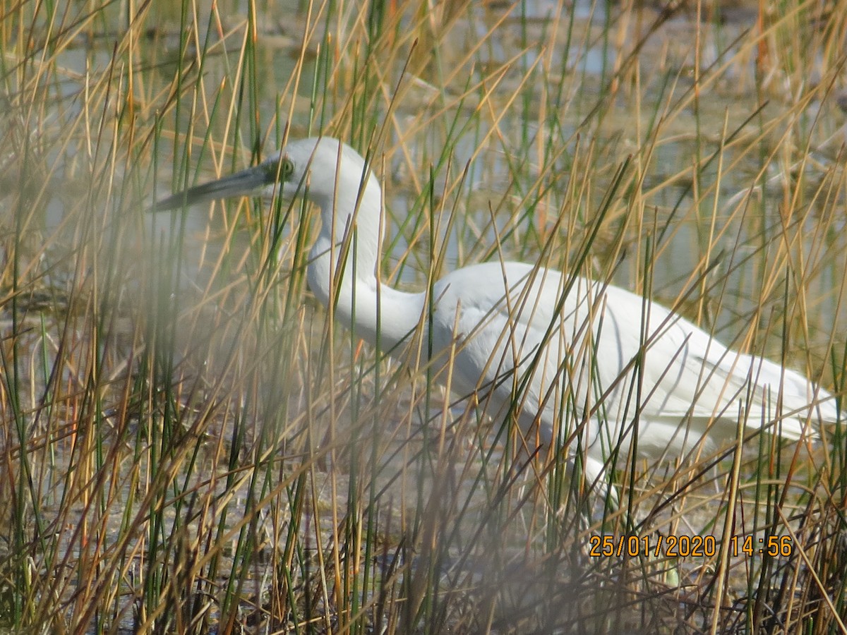 Little Blue Heron - Lillian Russell