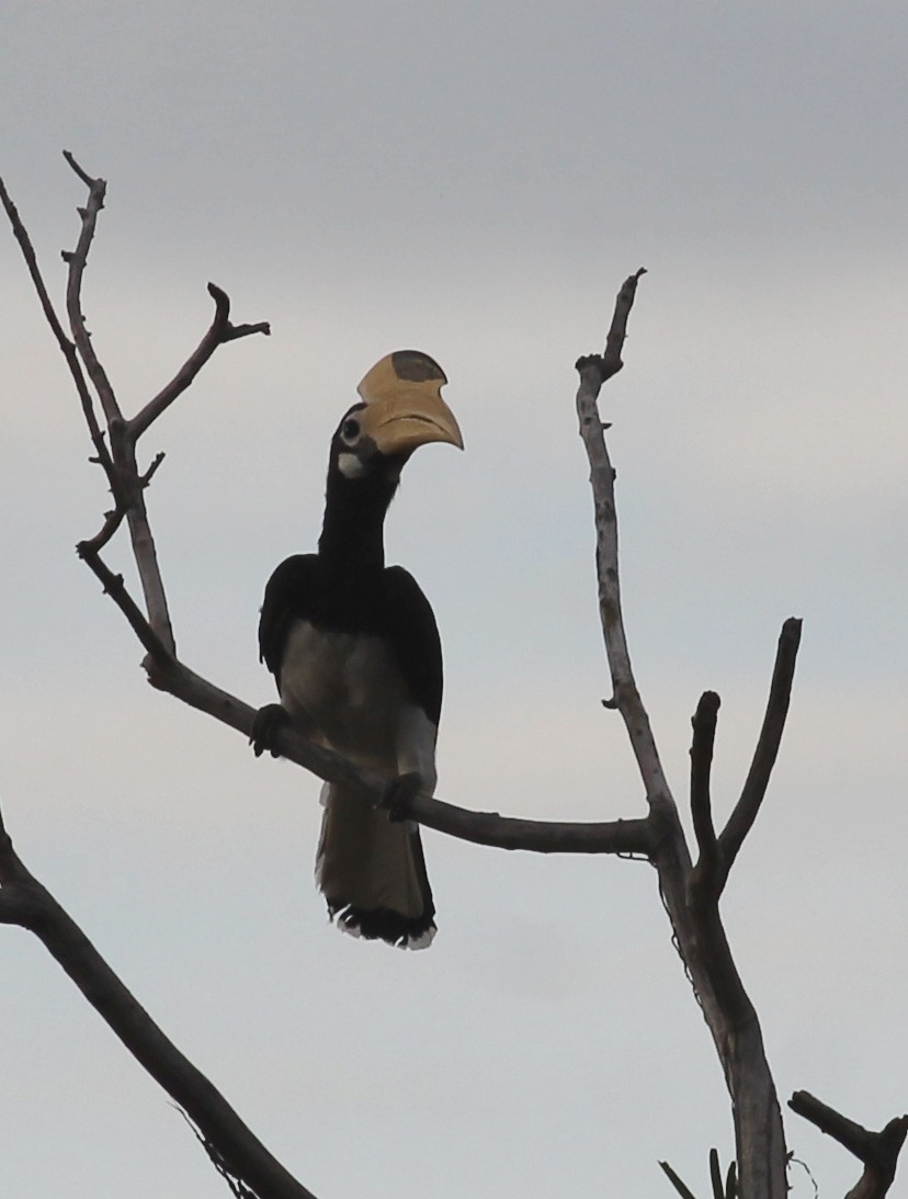 Malabar Pied-Hornbill - ML206679301