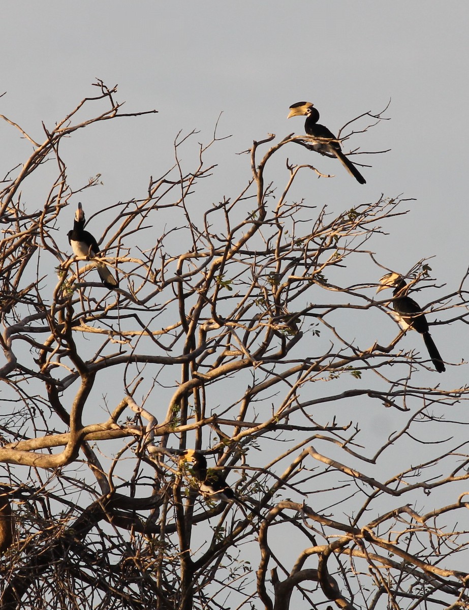 Malabar Pied-Hornbill - ML206679341