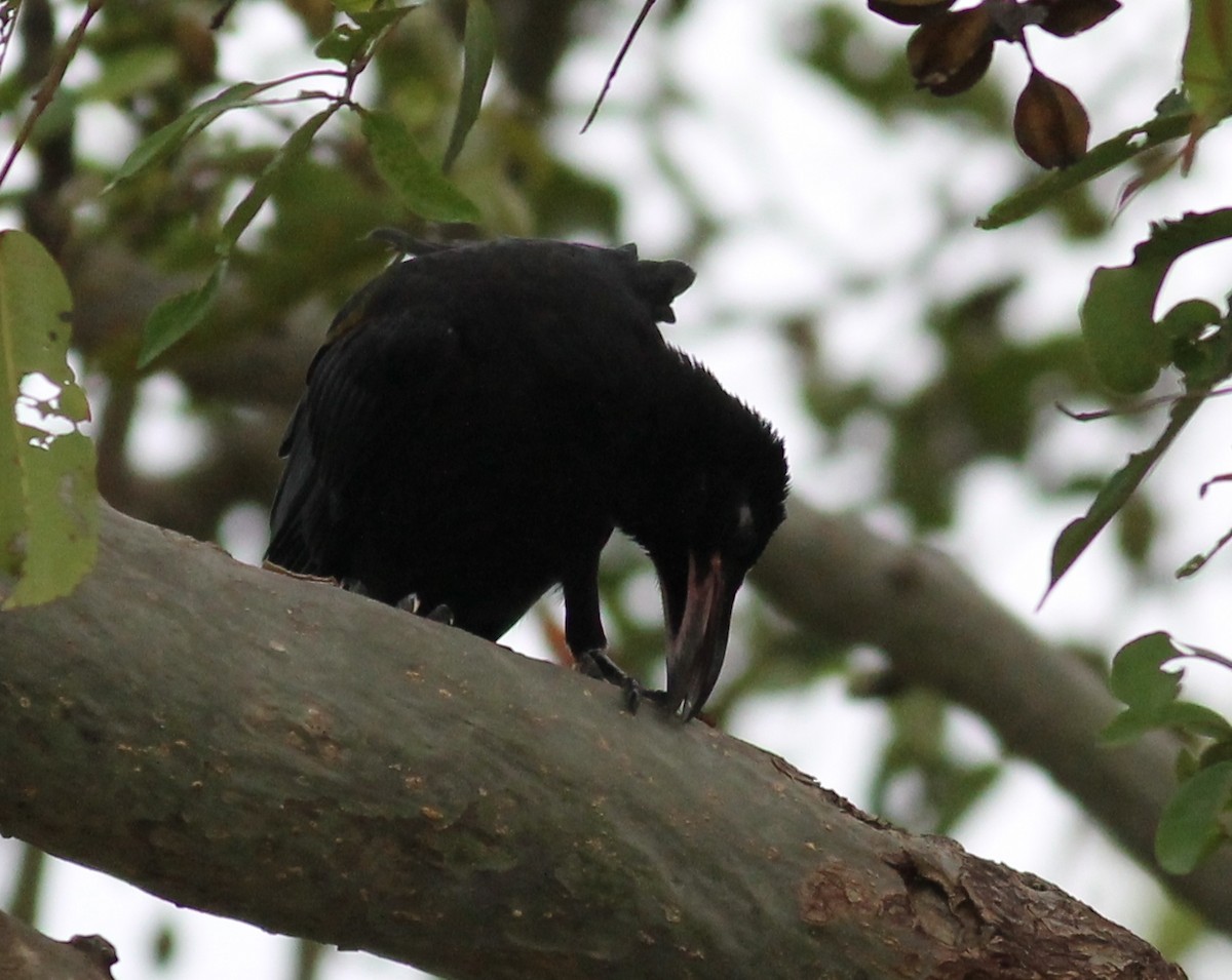 Large-billed Crow (Indian Jungle) - ML206680101