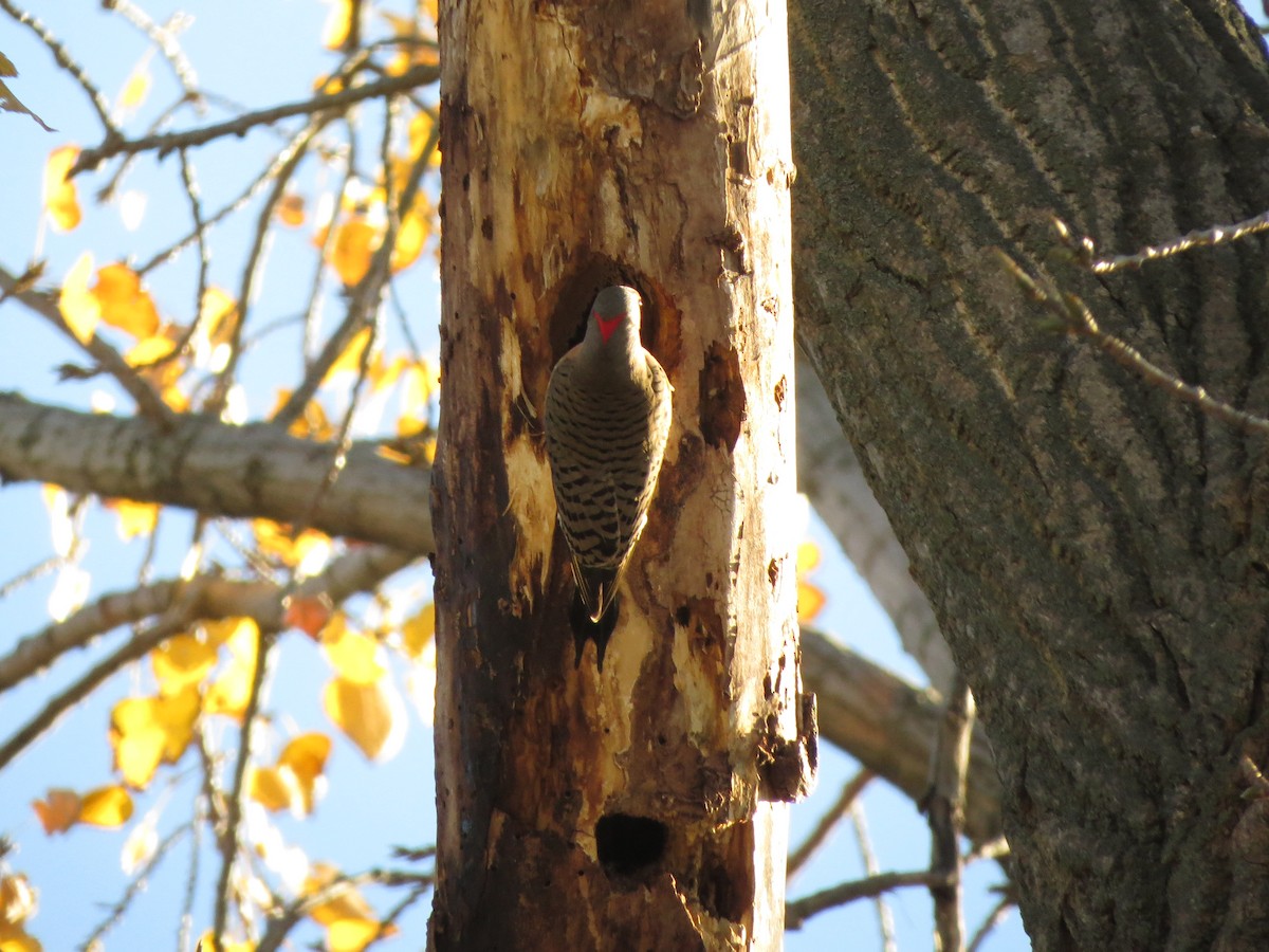 Northern Flicker (Yellow-shafted) - ML20668051