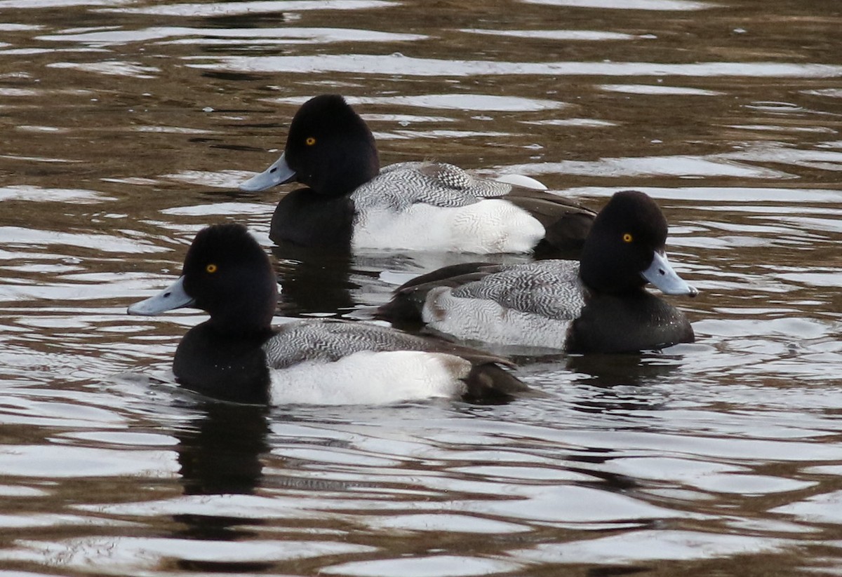 Lesser Scaup - Lorraine Lanning