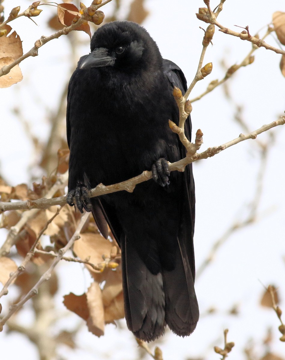 American Crow - ML206682231