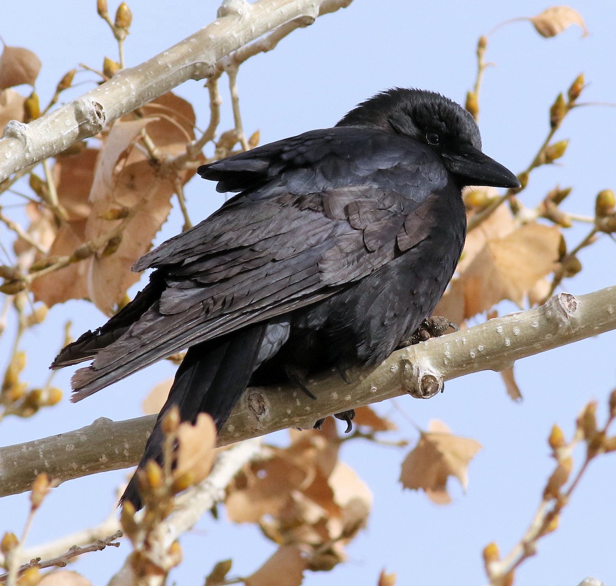 American Crow - ML206682301