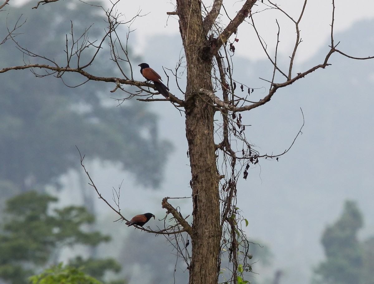 Lesser Coucal - Pam Rasmussen