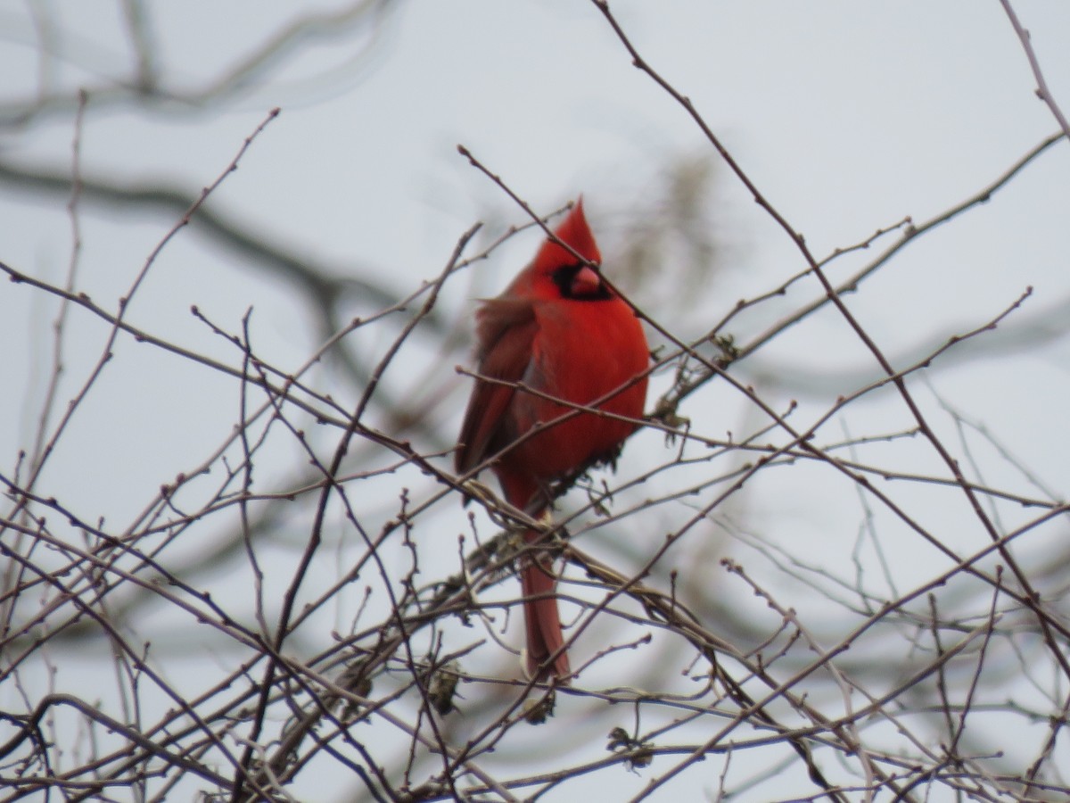 Northern Cardinal - ML206683061