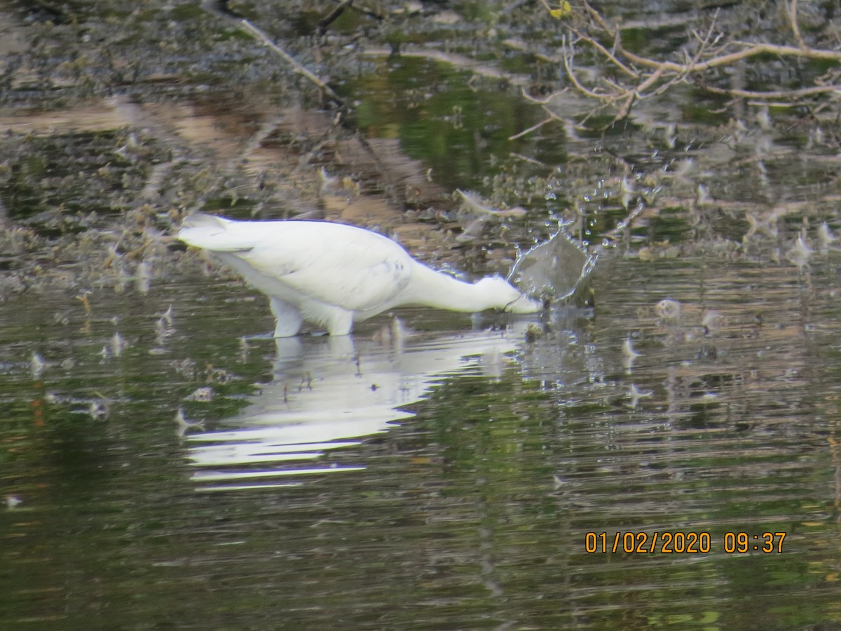 Little Blue Heron - Lillian Russell