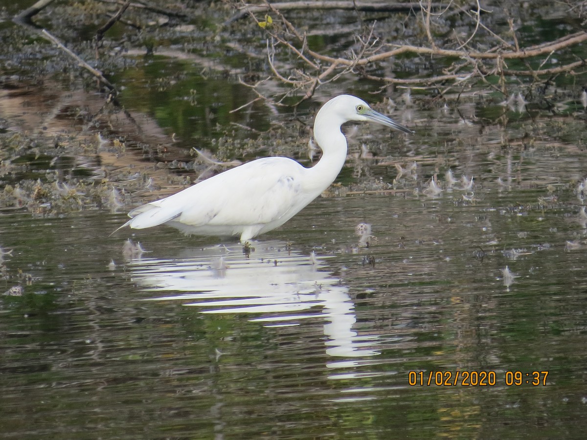 Little Blue Heron - ML206683381