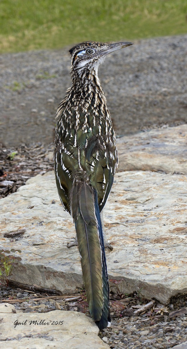 Greater Roadrunner - Gail Miller