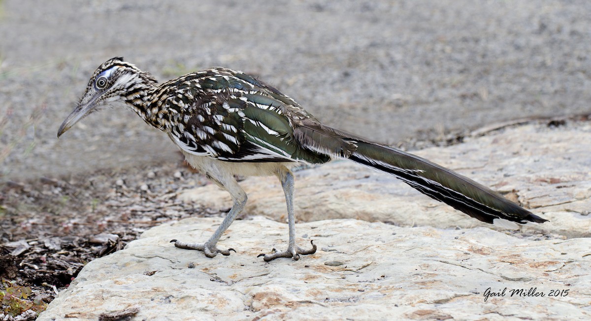 Greater Roadrunner - Gail Miller