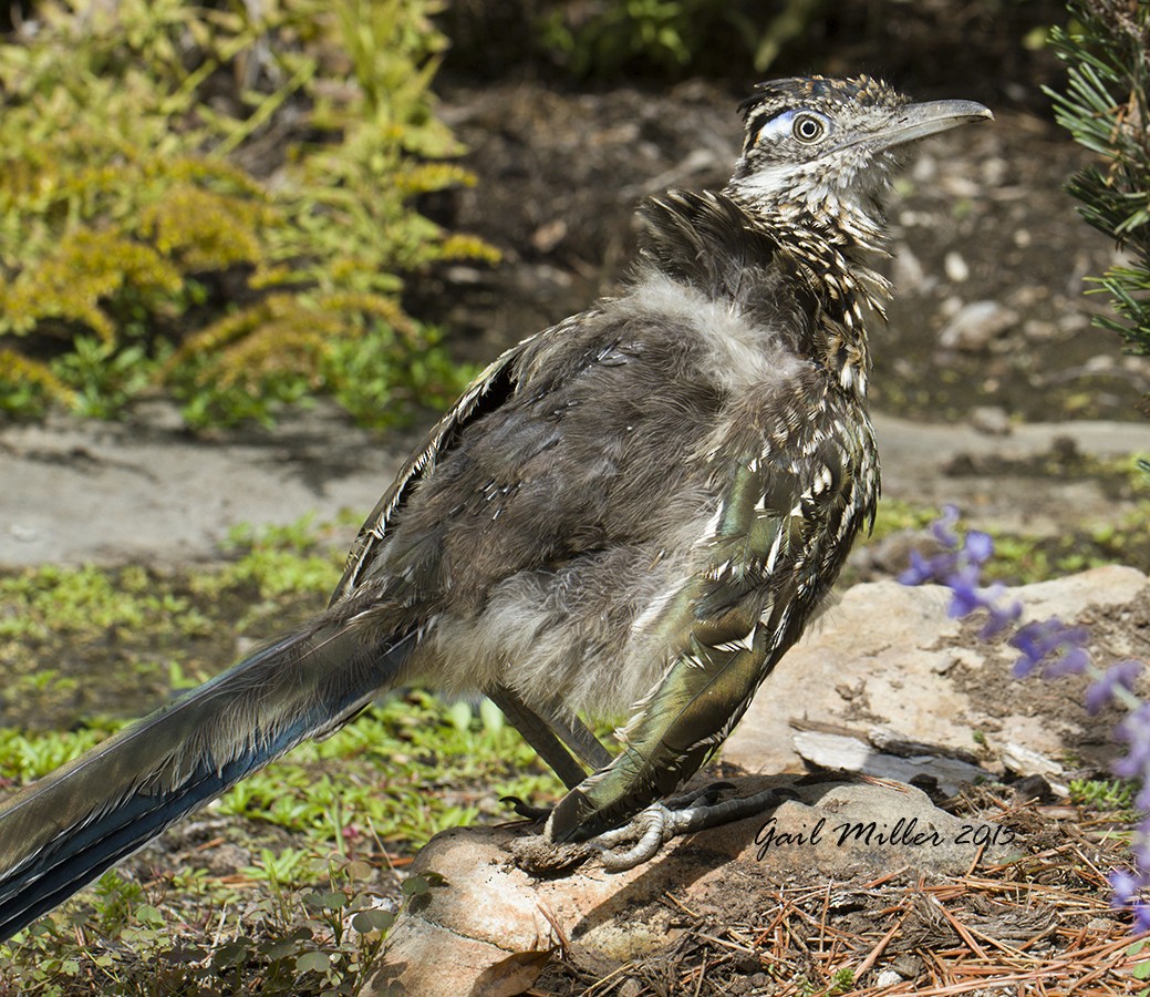 Greater Roadrunner - ML20668441