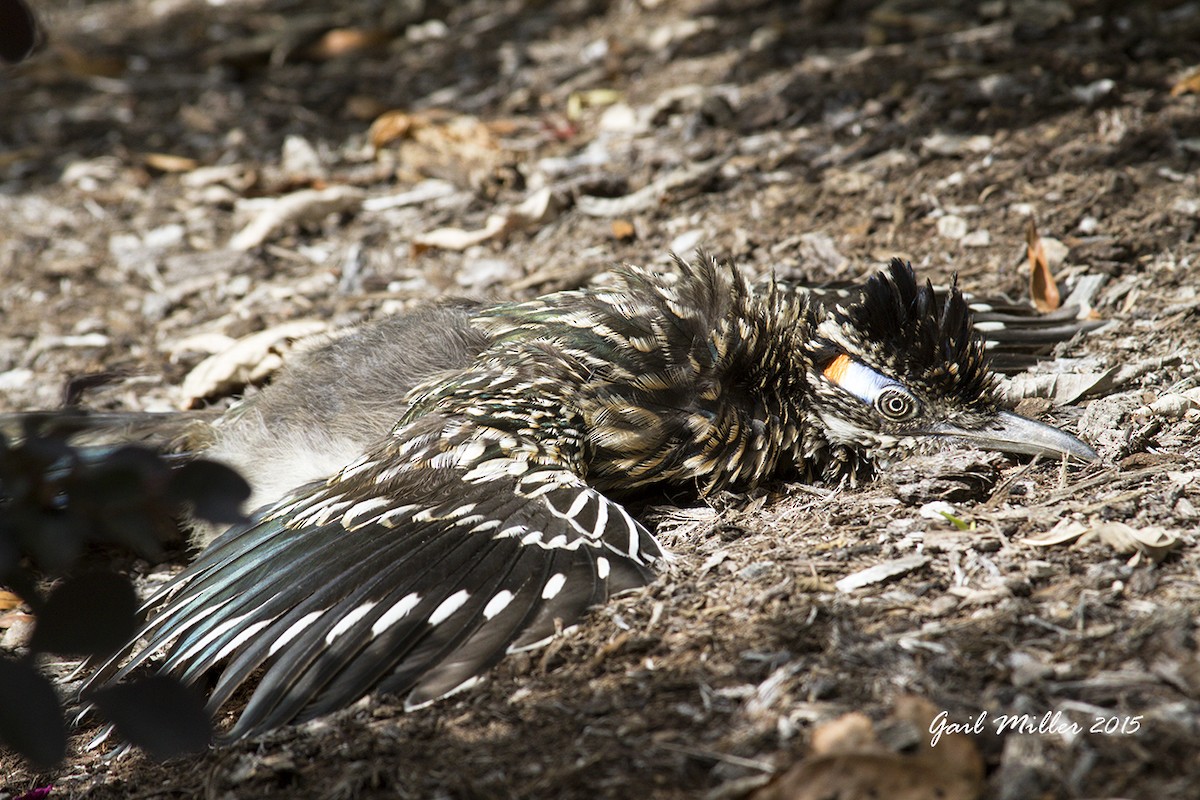 Greater Roadrunner - Gail Miller