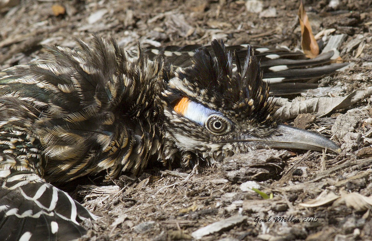 Greater Roadrunner - Gail Miller