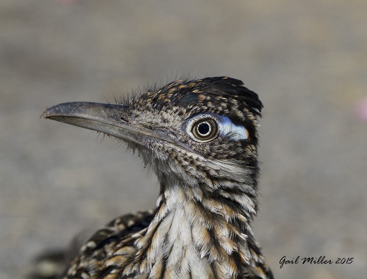 Greater Roadrunner - Gail Miller