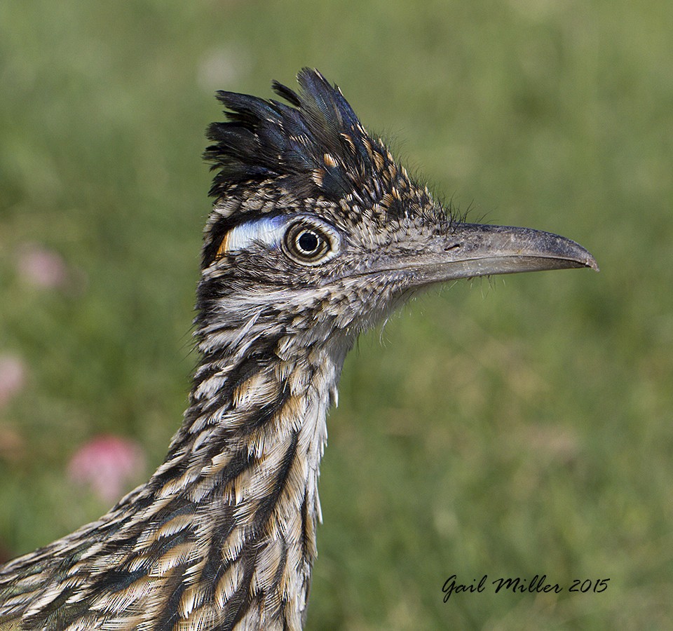 Greater Roadrunner - ML20668591