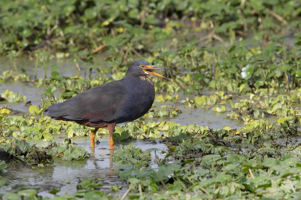 Rufous-bellied Heron - ML206686601