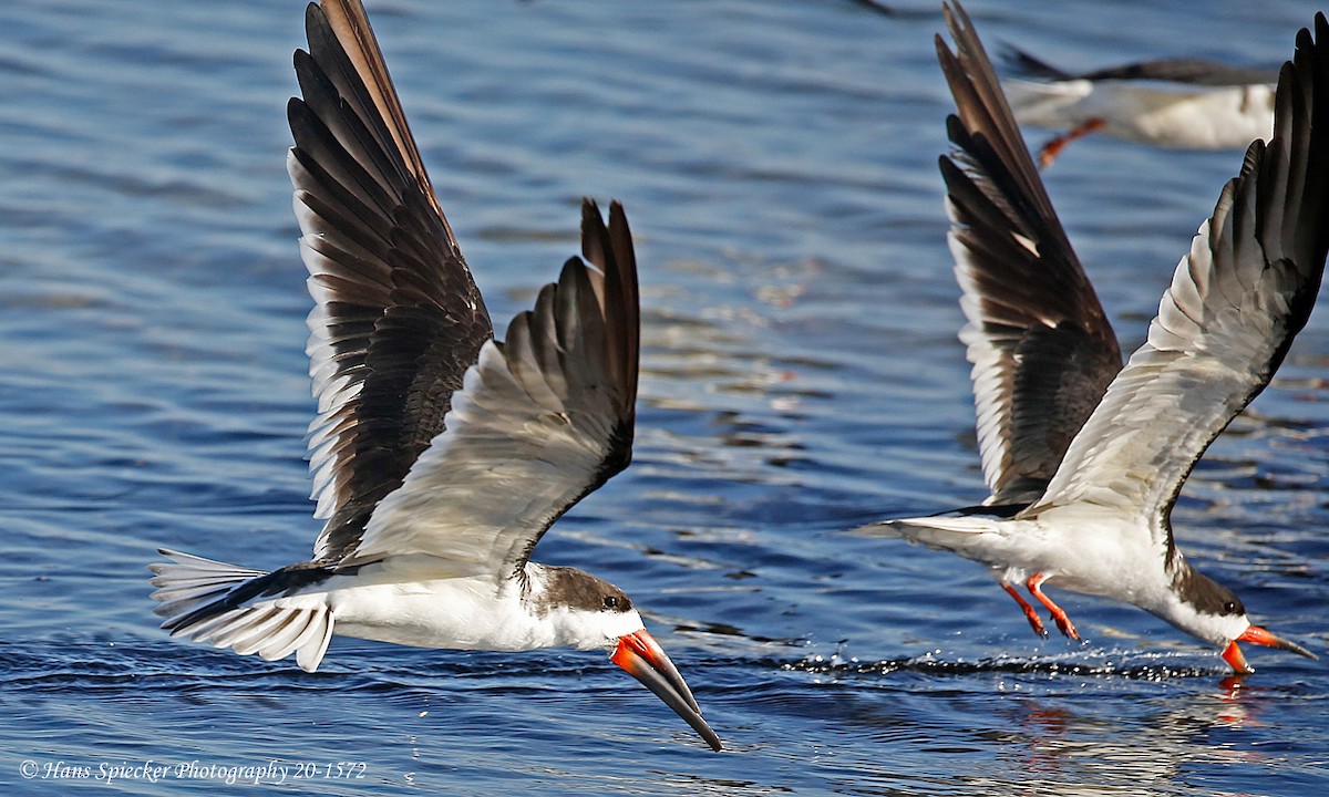 Black Skimmer - ML206686671