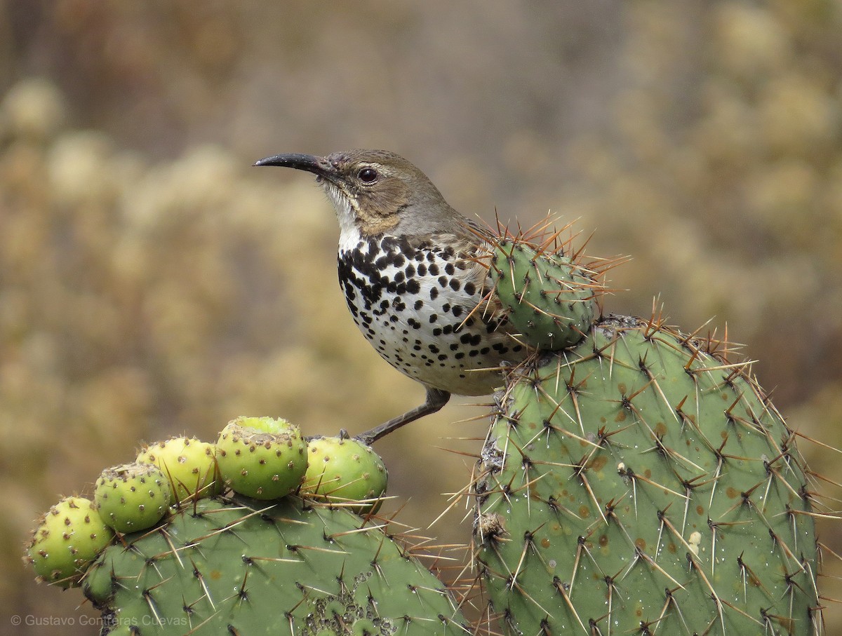 Ocellated Thrasher - ML206687001