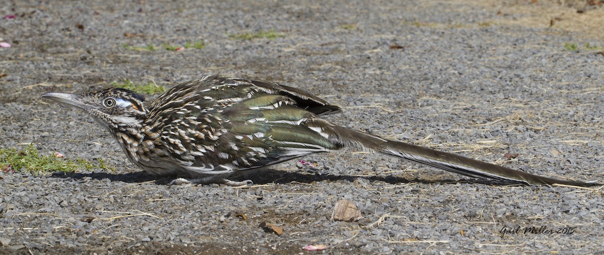 Greater Roadrunner - Gail Miller