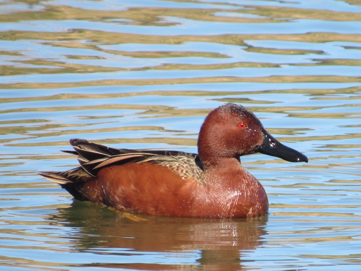 Cinnamon Teal - Caleb Helsel