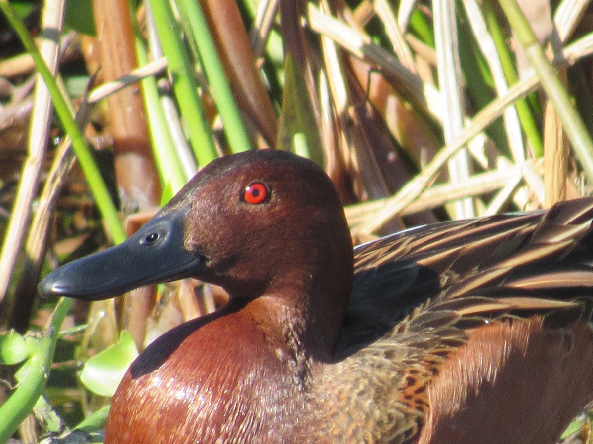 Cinnamon Teal - Caleb Helsel