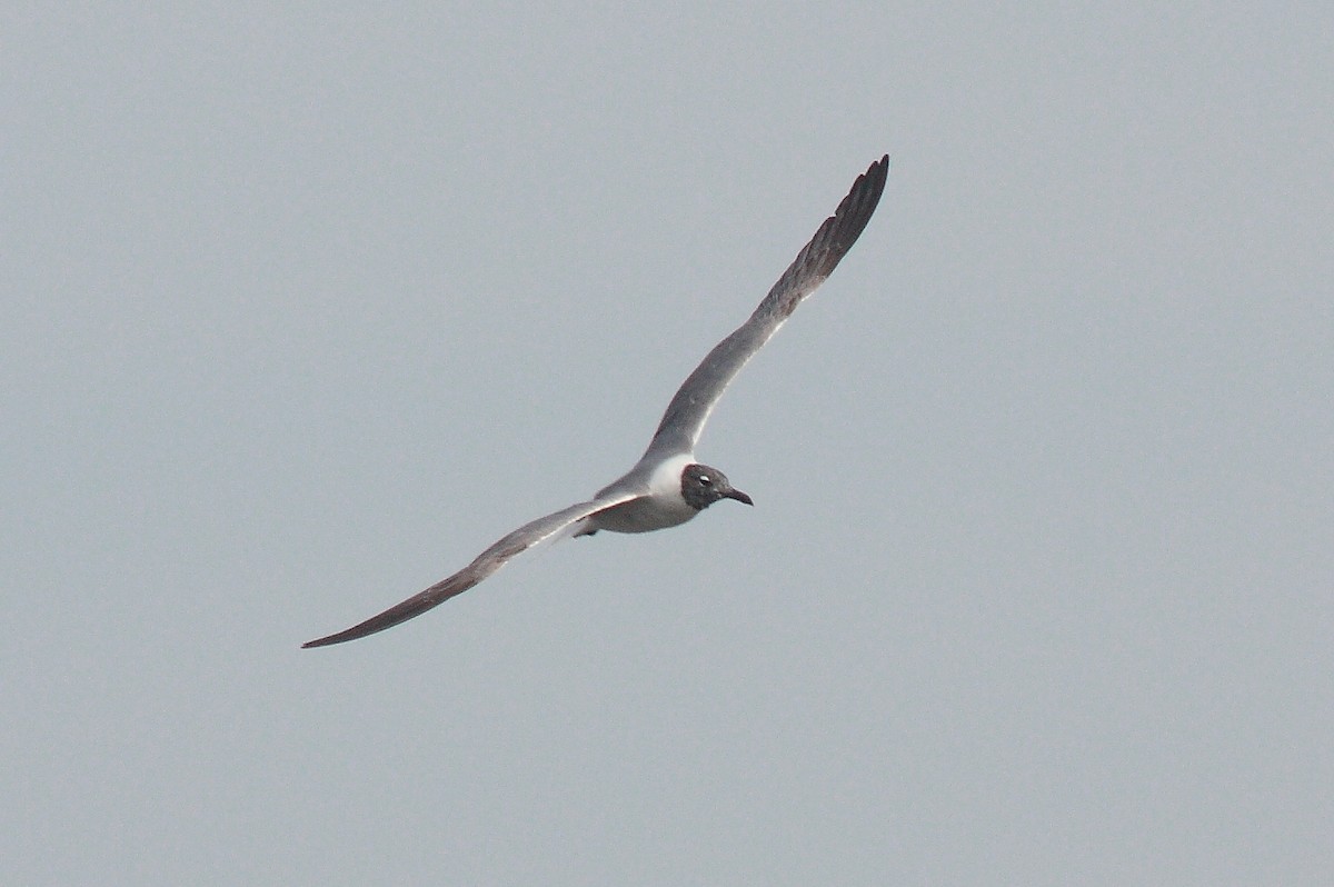 Laughing Gull - ML206687941