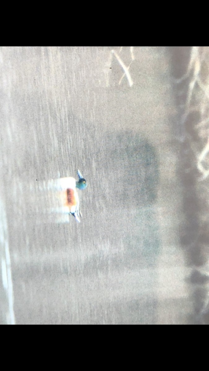 Northern Shoveler - WILL birder