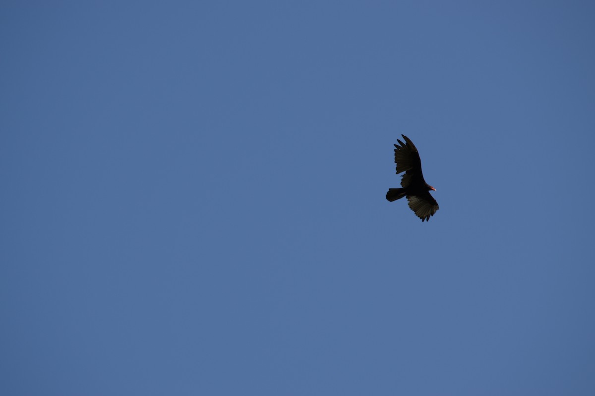 Turkey Vulture - ML206689081