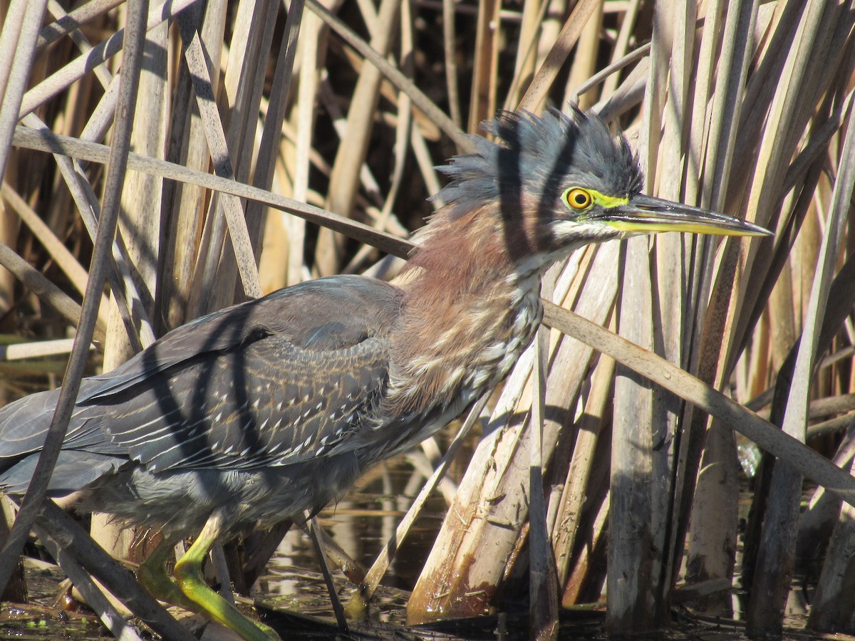 Green Heron - Caleb Helsel