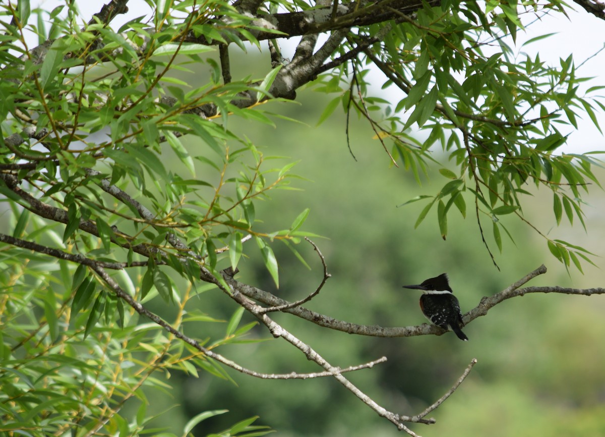 Green Kingfisher - Daniel Trias