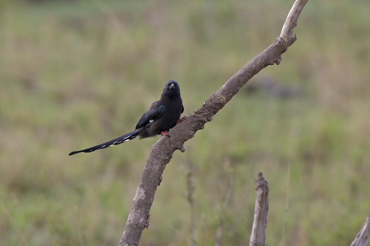 Common Scimitarbill - ML206689631