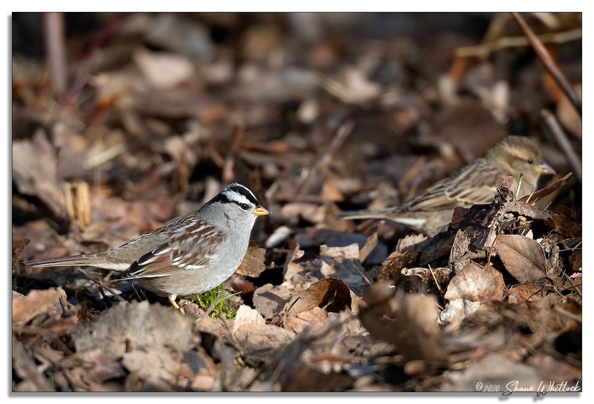 White-crowned Sparrow - Shane Whitlock