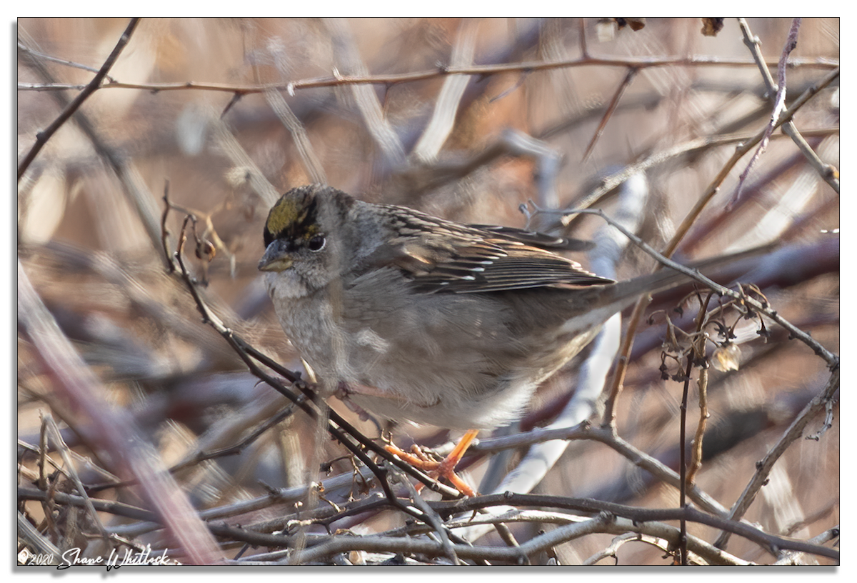 Golden-crowned Sparrow - Shane Whitlock