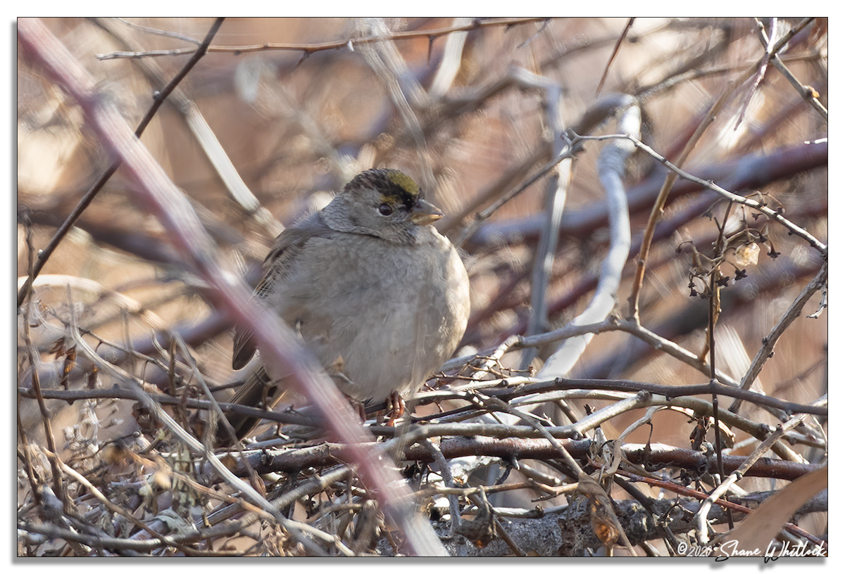 Golden-crowned Sparrow - Shane Whitlock