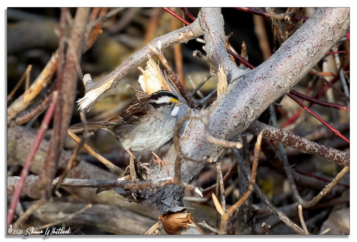 White-throated Sparrow - Shane Whitlock