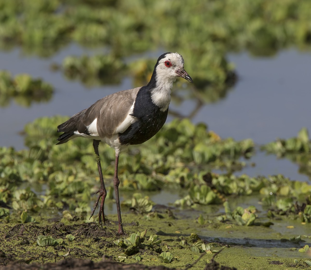 Long-toed Lapwing - ML206690281