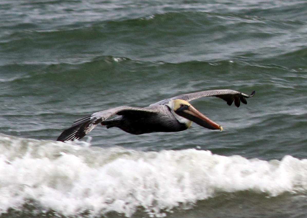 Brown Pelican - ML206690851