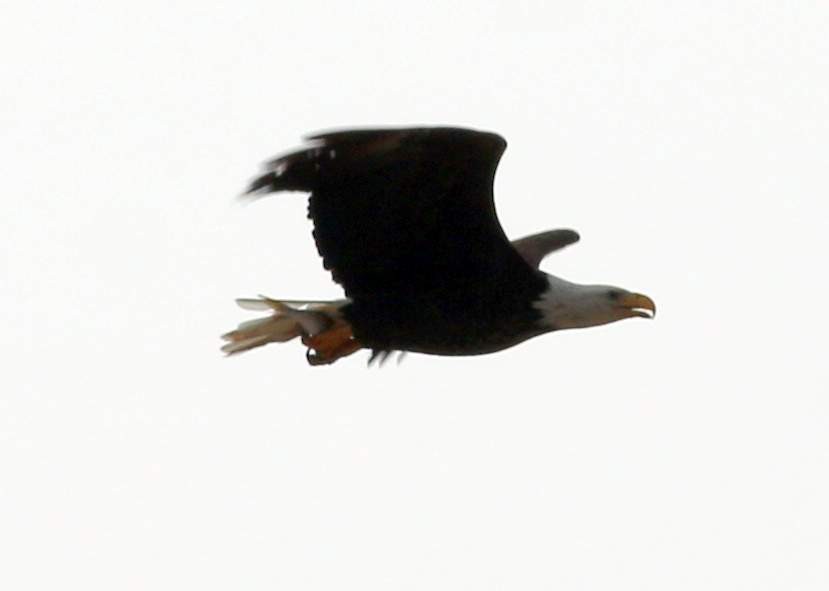 Bald Eagle - ML206690861