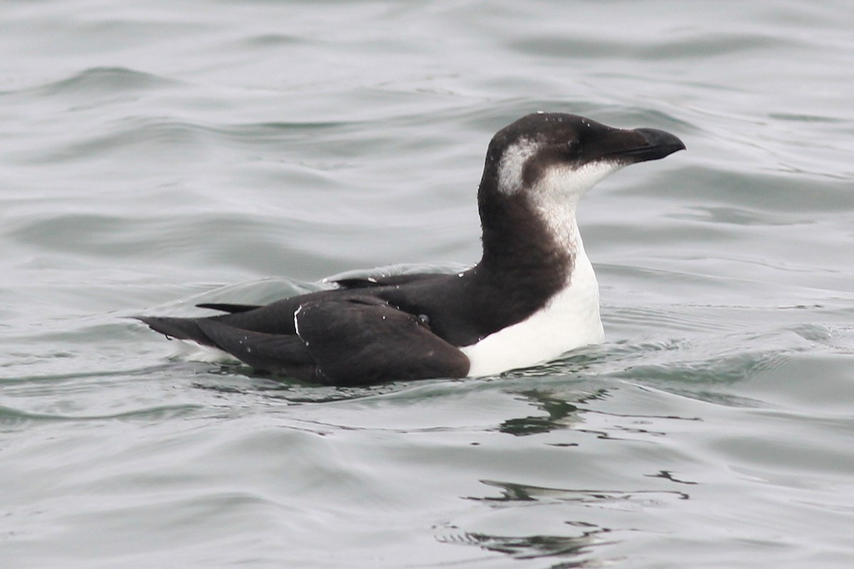 Razorbill - kristi cooper