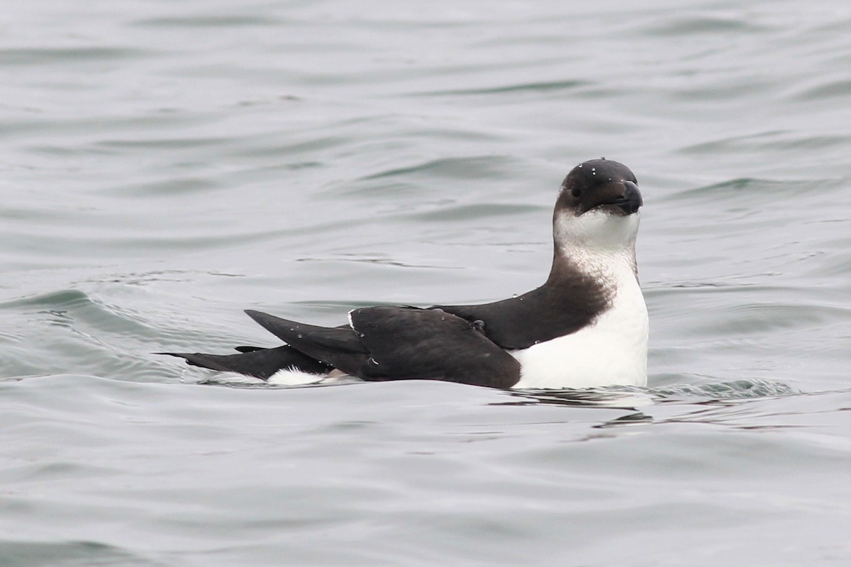 alka malá - ML206691081